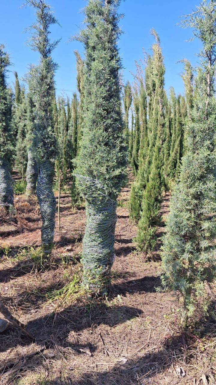 Italian Cypress — Cupressus sempervirens