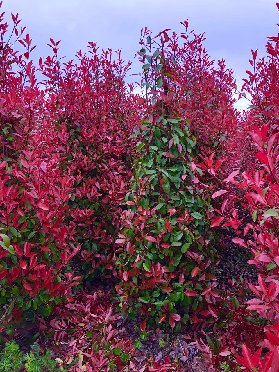 Photinia Red Robin — Photinia fraseri 'Red Robin'