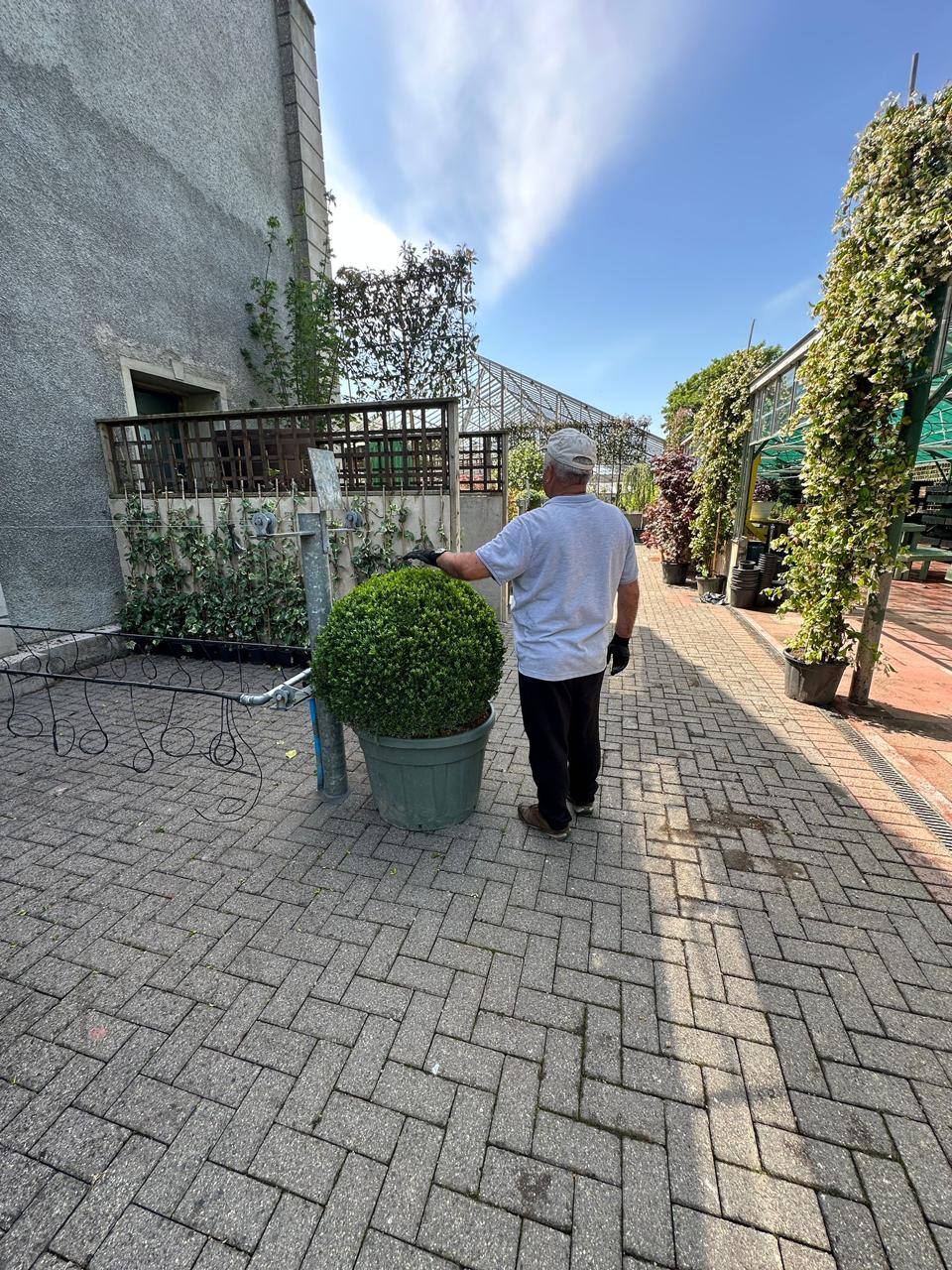 Common Box — Buxus sempervirens