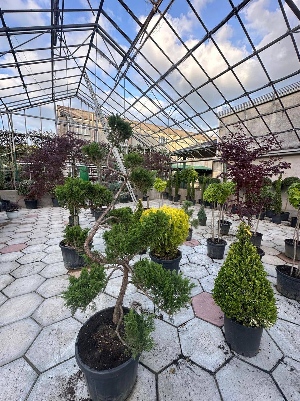 Italy Gardens & Nursery specimen — live from the yard (2)