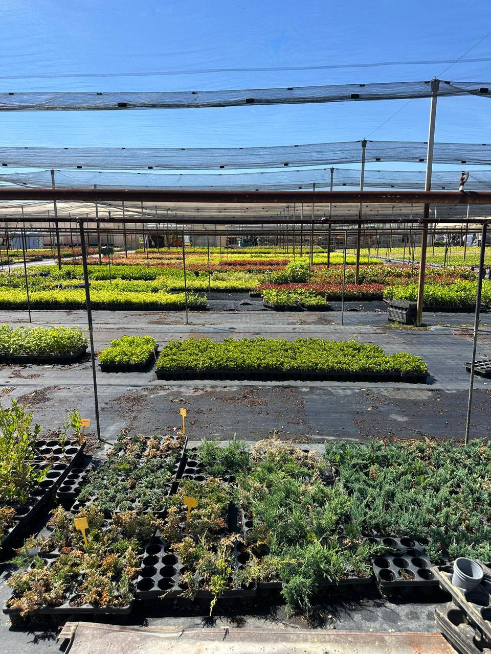 Juniper — Juniperus
