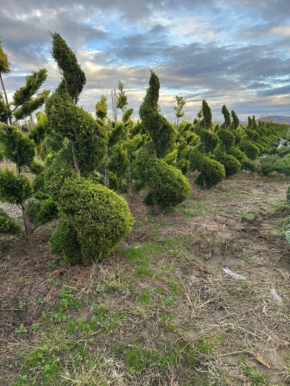 Juniper Spiral Topiary — Juniperus scopulorum 'Skyrocket'