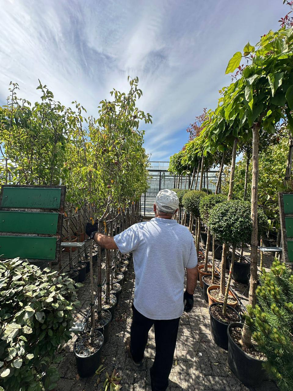 Italy Gardens & Nursery specimen — live from the yard (1)