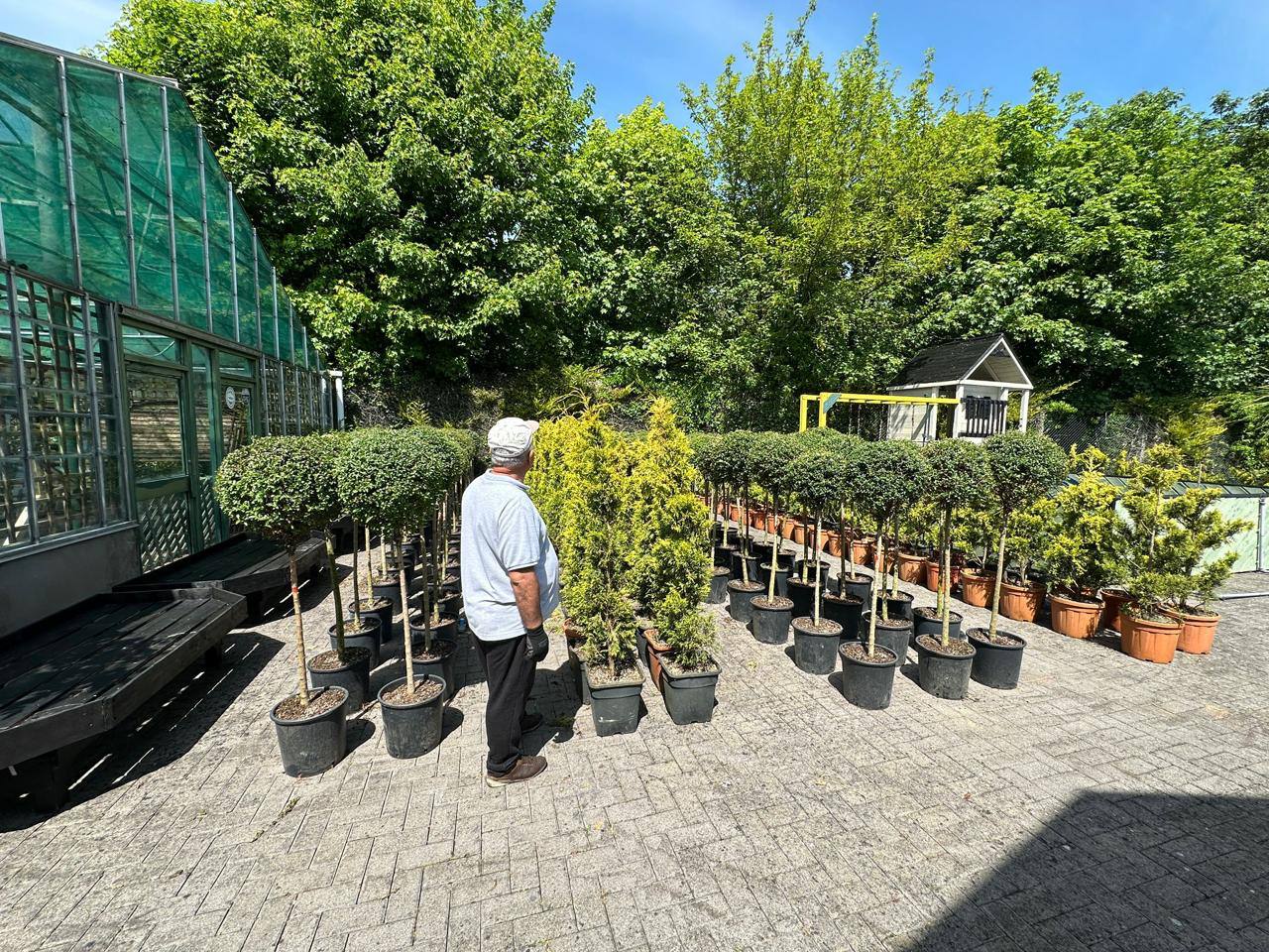 Portuguese Laurel Standard Tree — Prunus lusitanica 'Angustifolia'