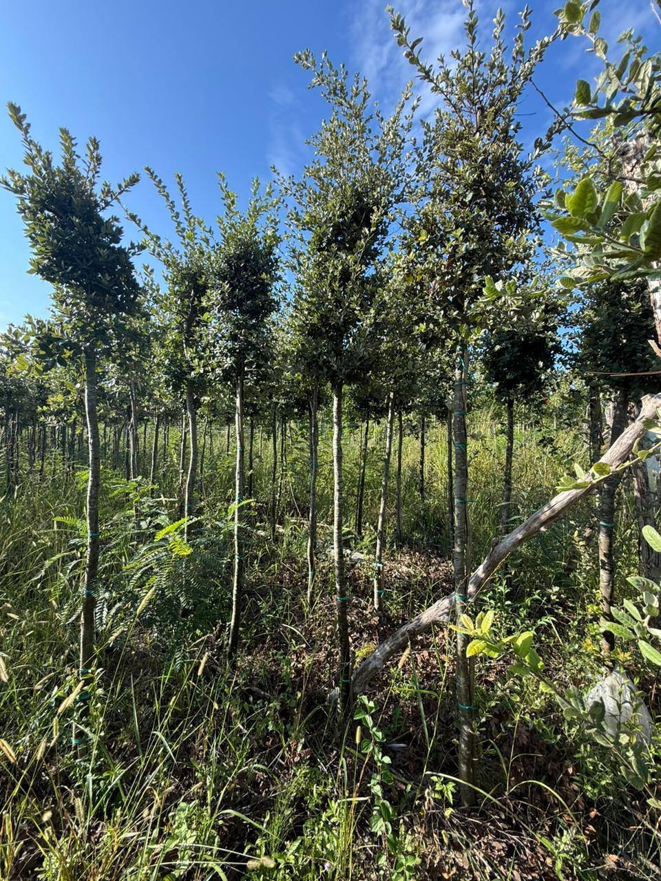 Holm Oak — Quercus ilex