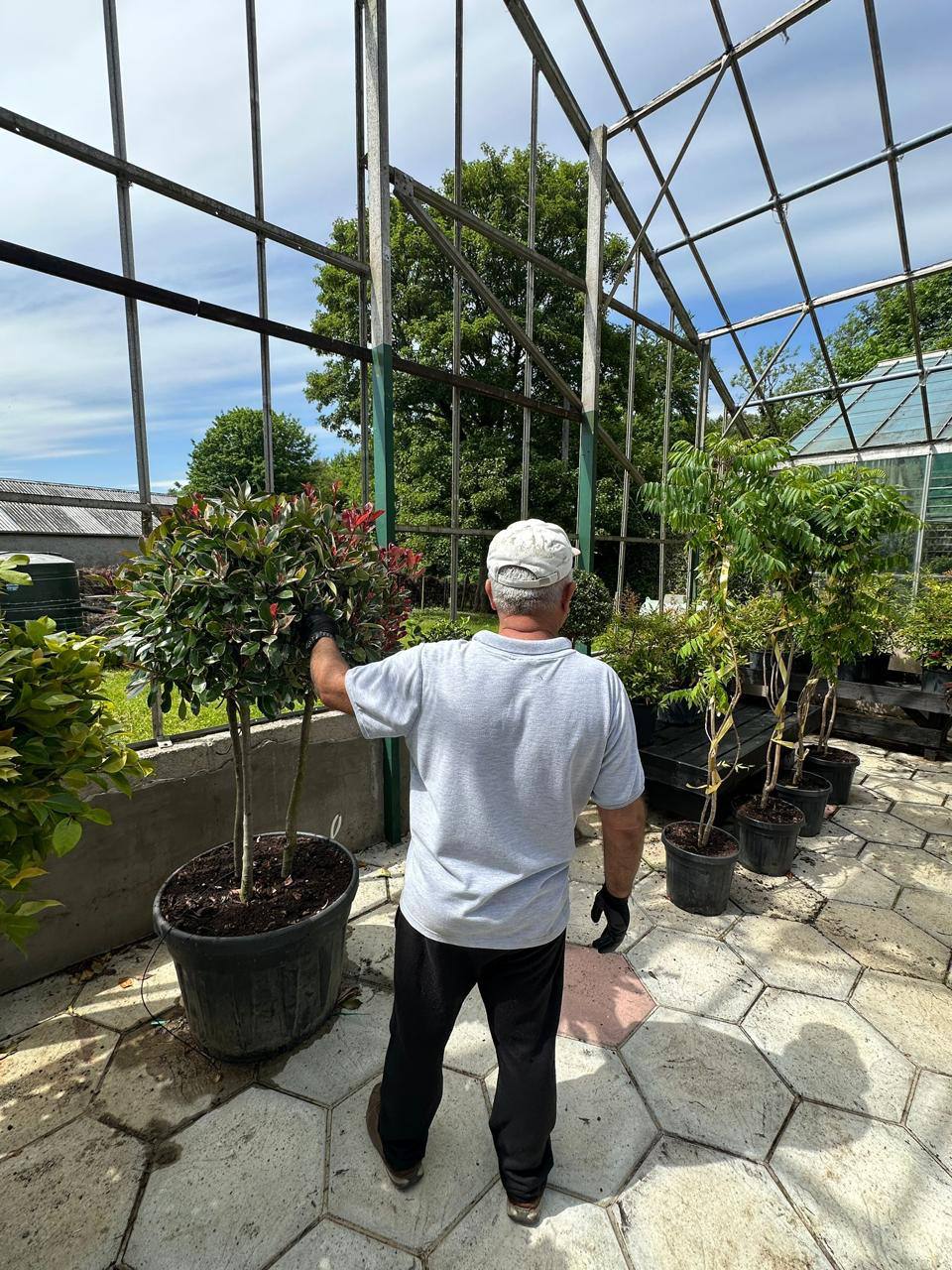 Photinia Red Robin — Photinia x fraseri 'Red Robin'