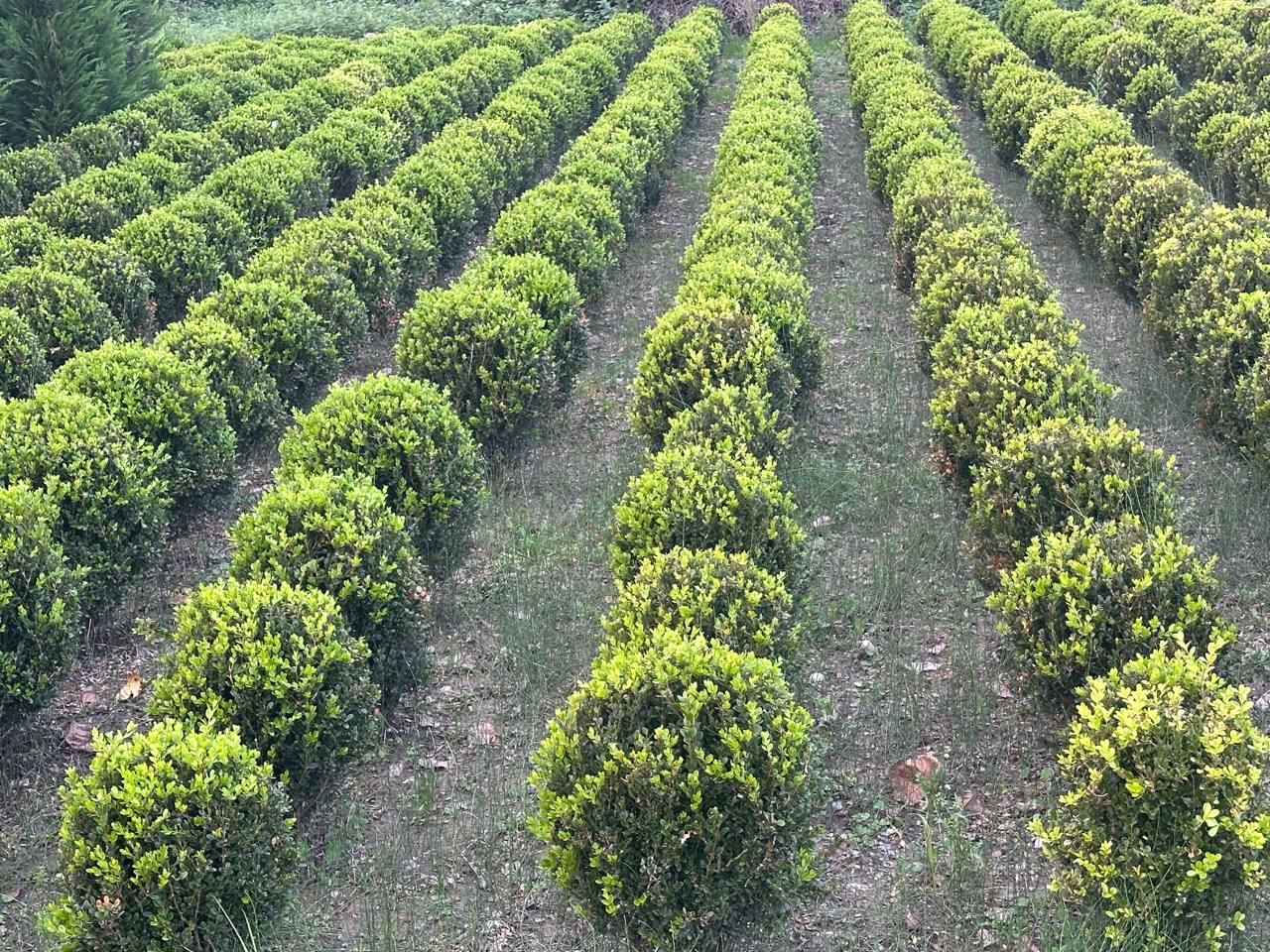 Common Box — Buxus sempervirens