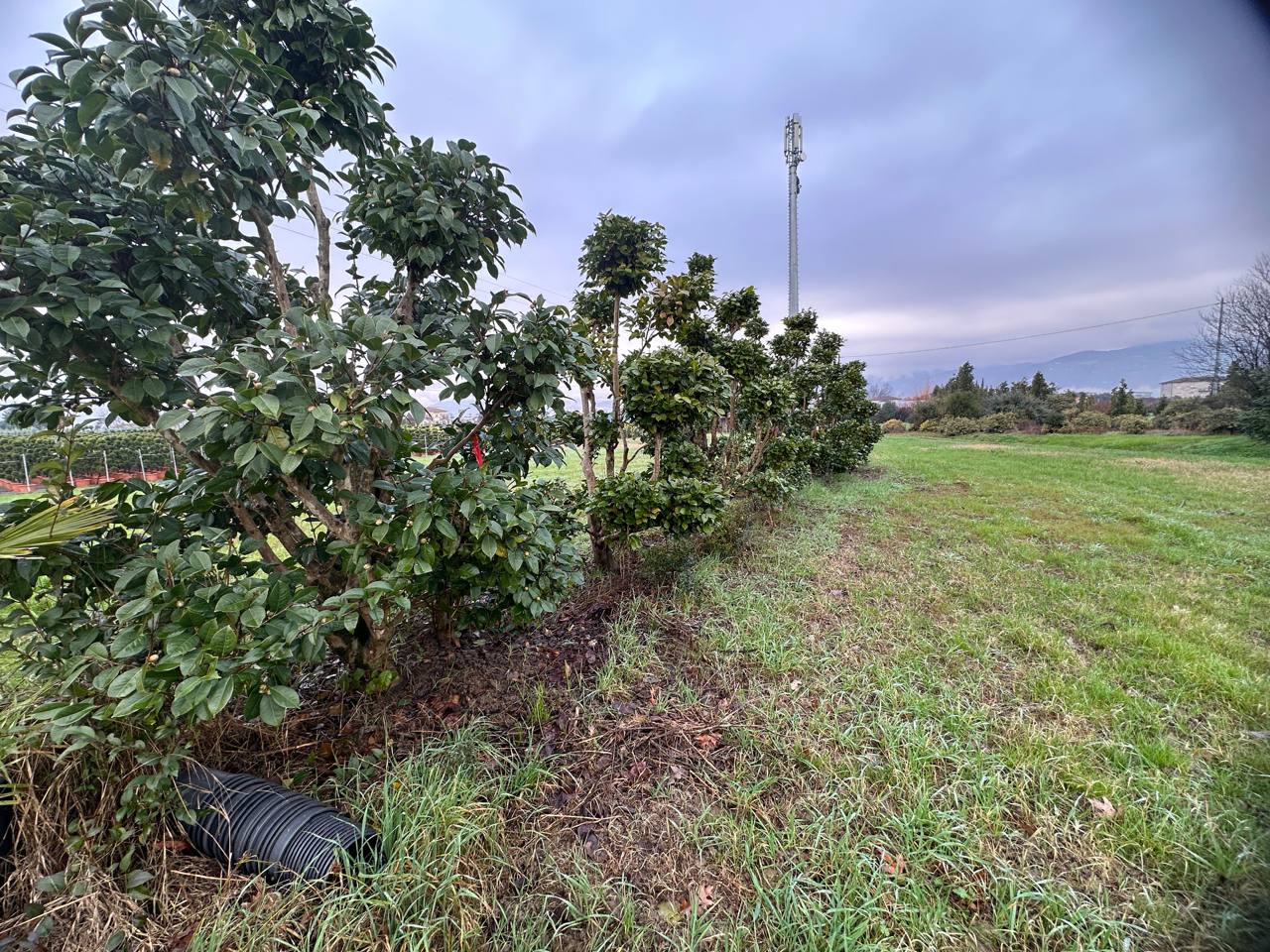 Camellia — Camellia japonica
