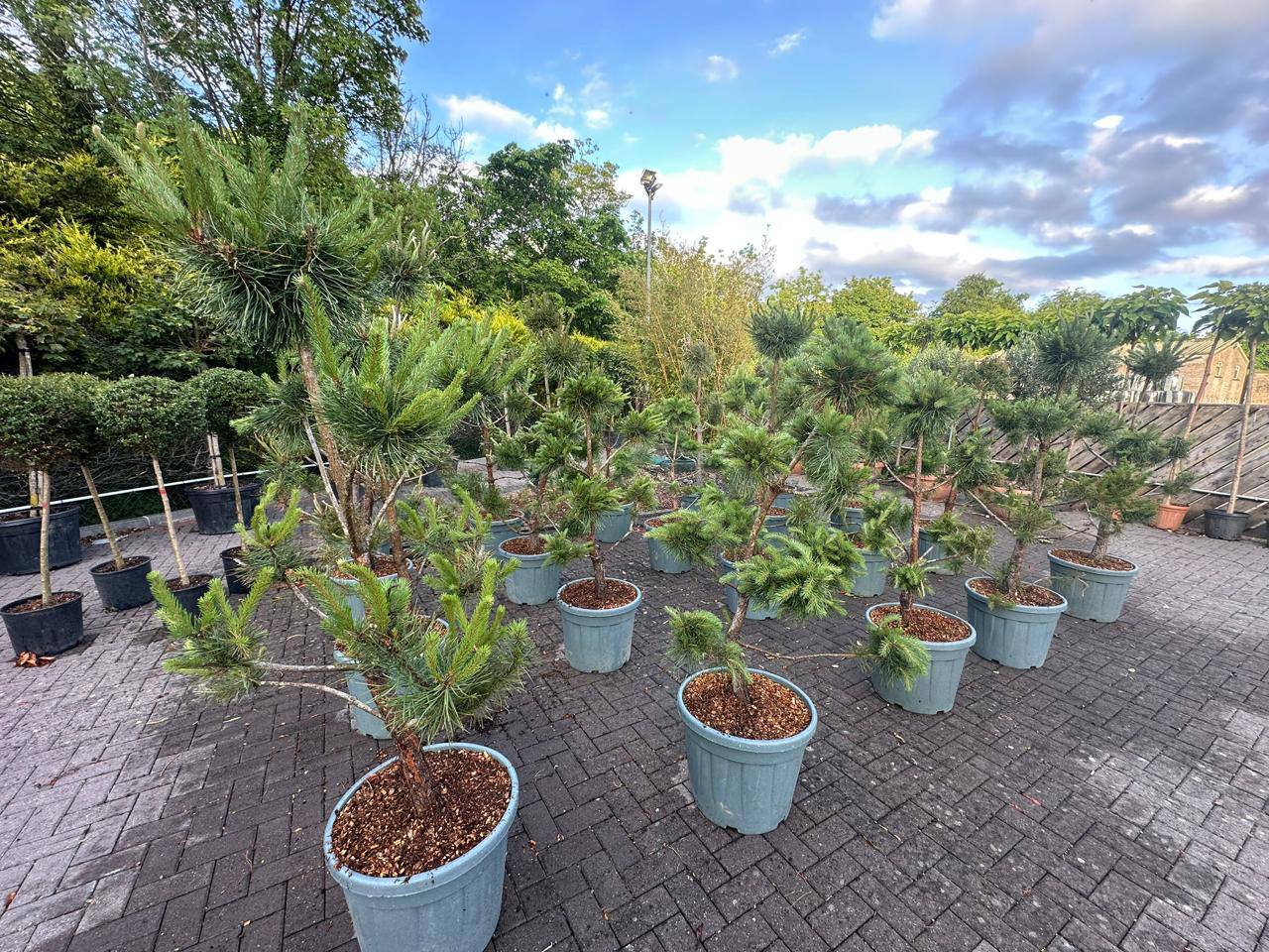 Scots Pine — Pinus sylvestris