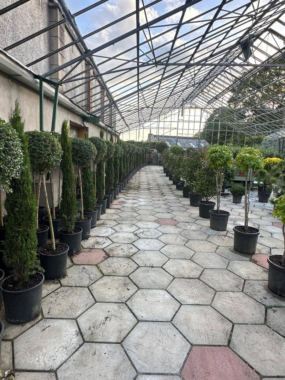 Portuguese Laurel Topiary Ball — Prunus lusitanica 'Angustifolia'