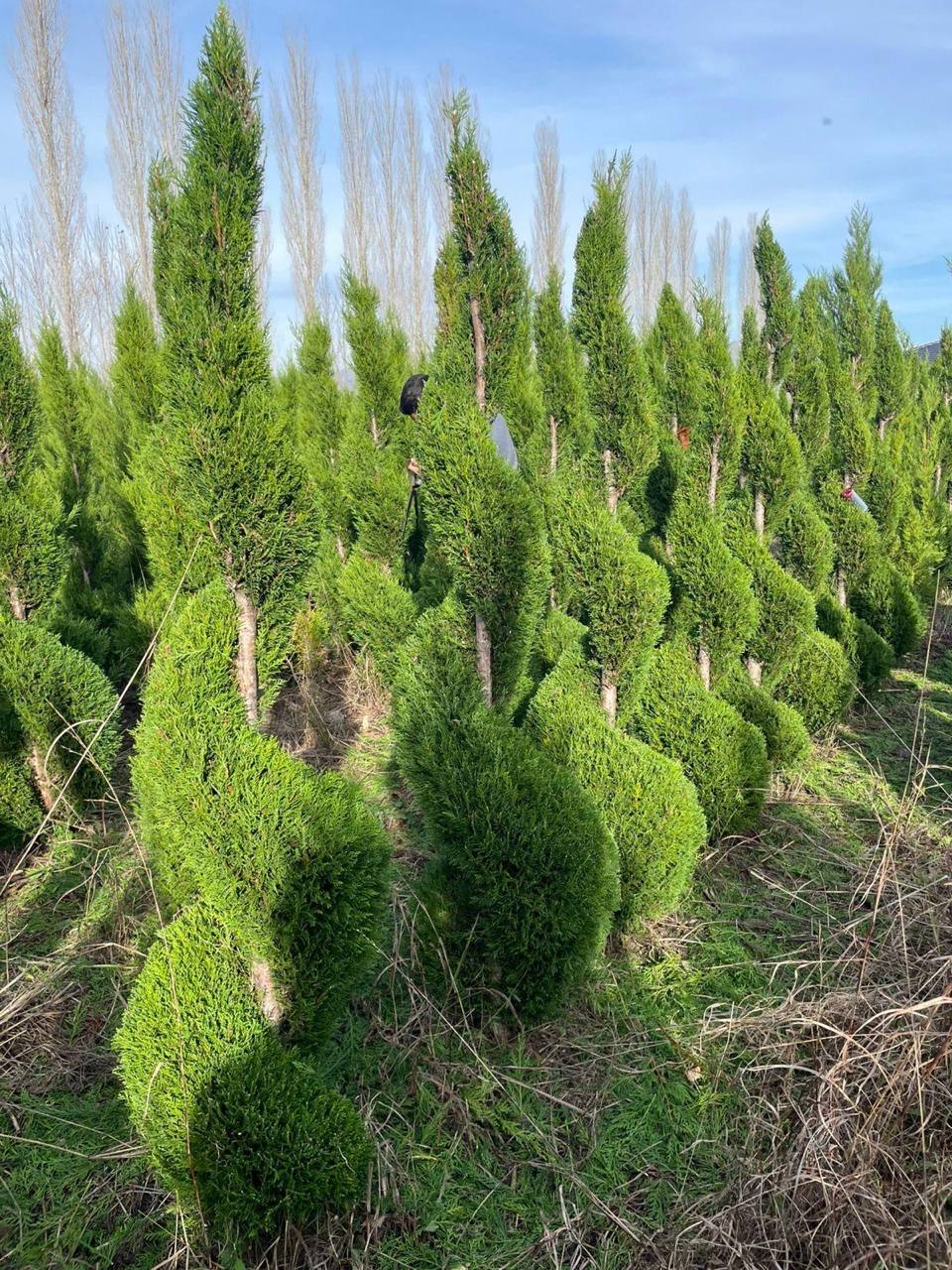 Conifer Topiary Spirals — Cupressocyparis leylandii