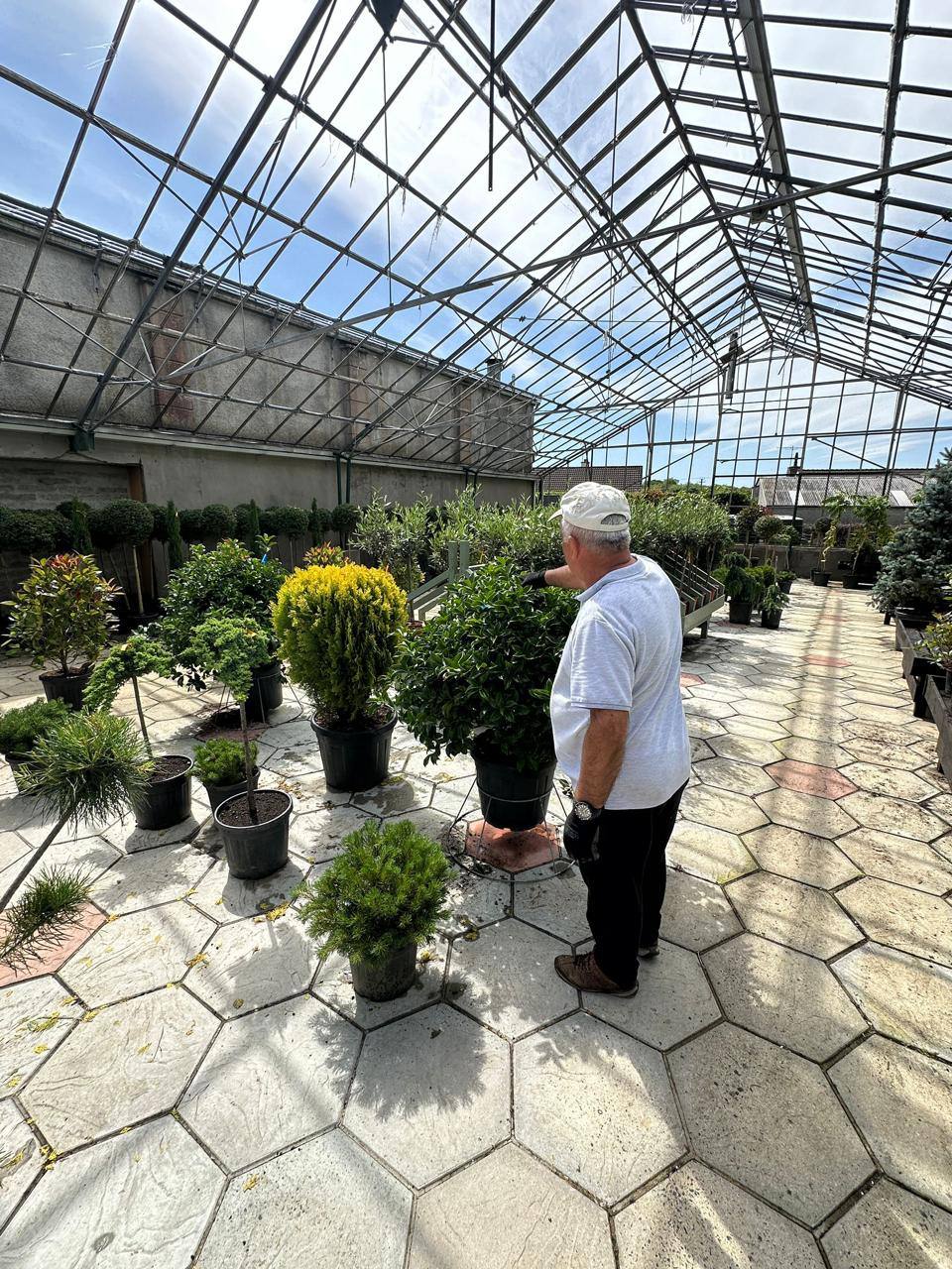 Dwarf Mountain Pine — Pinus mugo 'Pumilio'