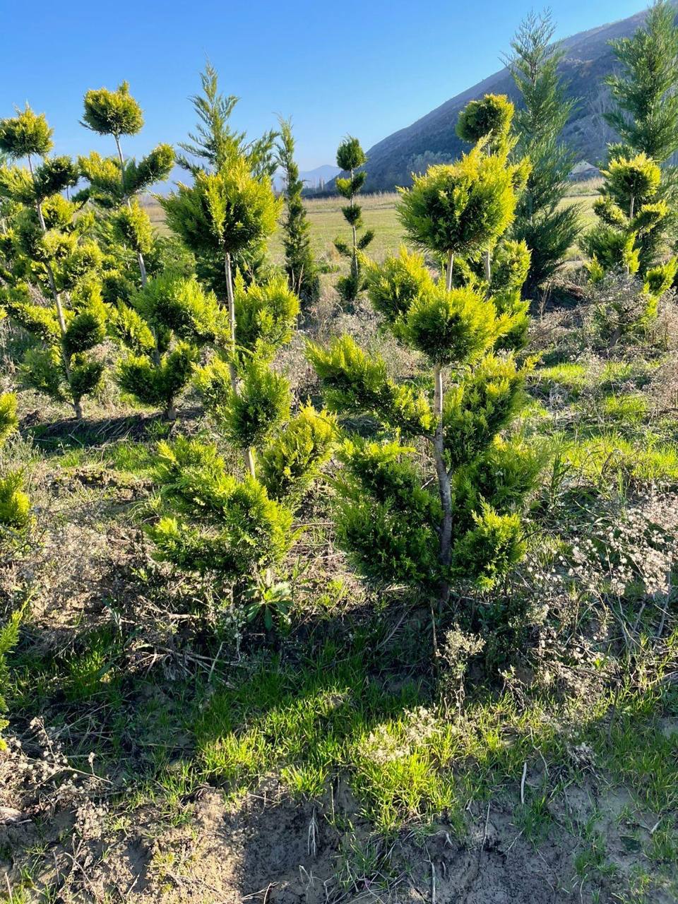 Leyland Cypress Standard — Cupressus × leylandii
