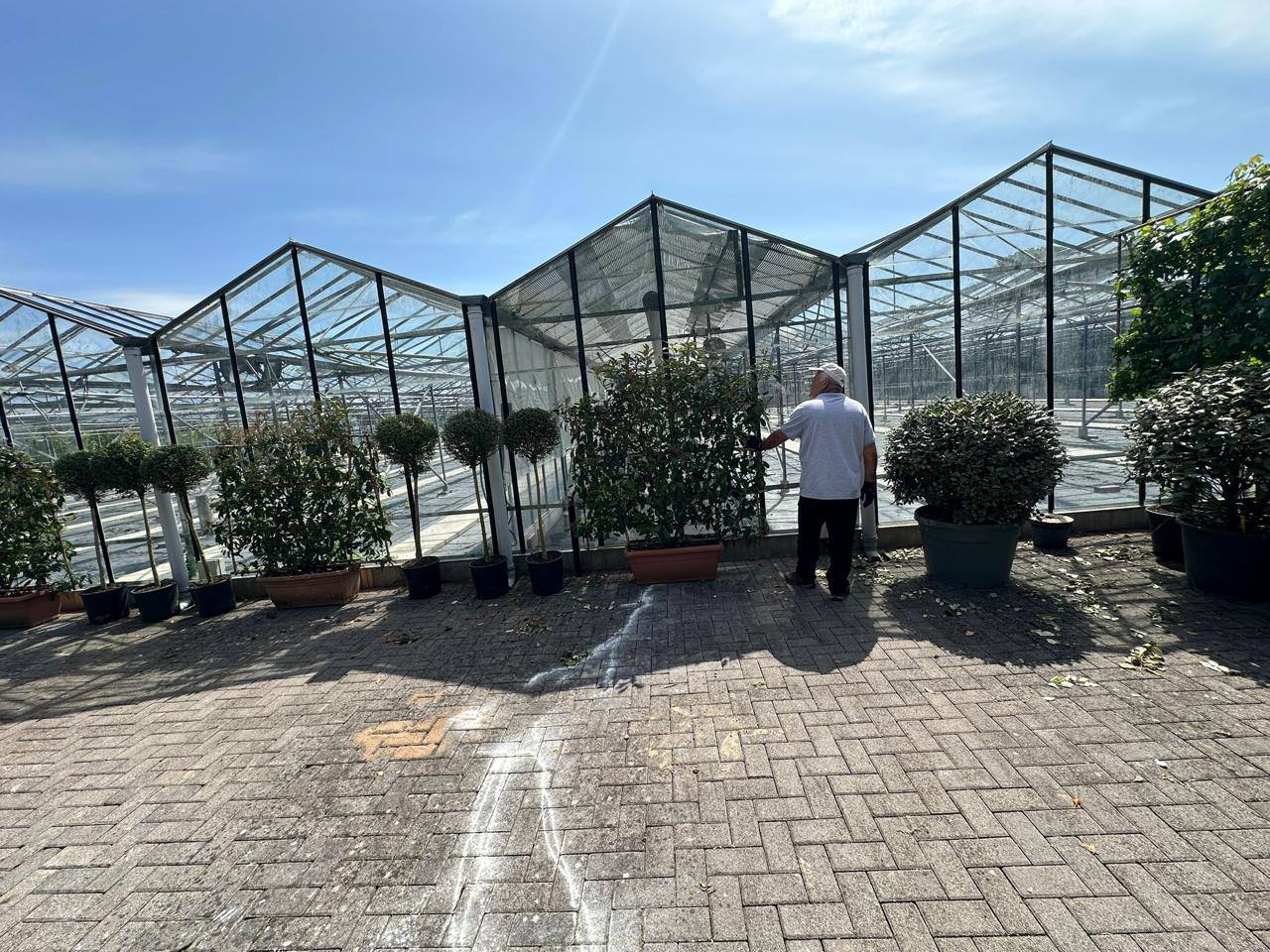 Portuguese Laurel Column — Prunus lusitanica