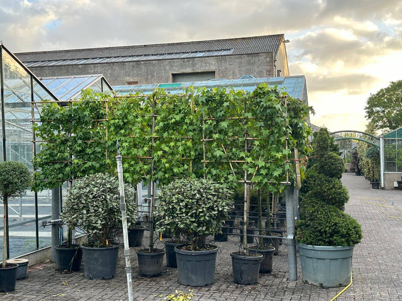 Italy Gardens & Nursery specimen — live from the yard (4)