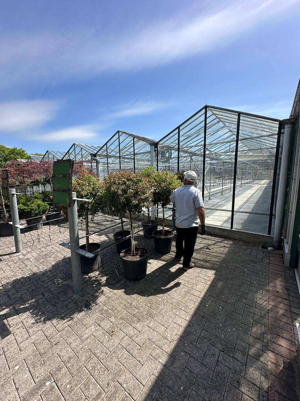 Photinia Red Robin Standard — Photinia fraseri 'Red Robin'
