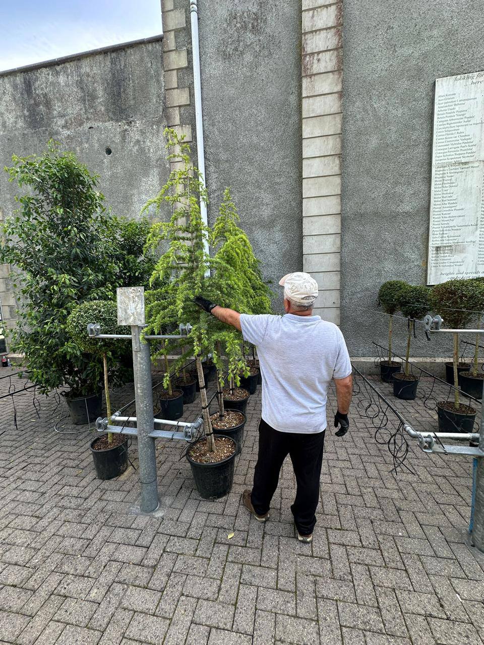 Golden Lawson's Cypress — Chamaecyparis lawsoniana 'Aurea'