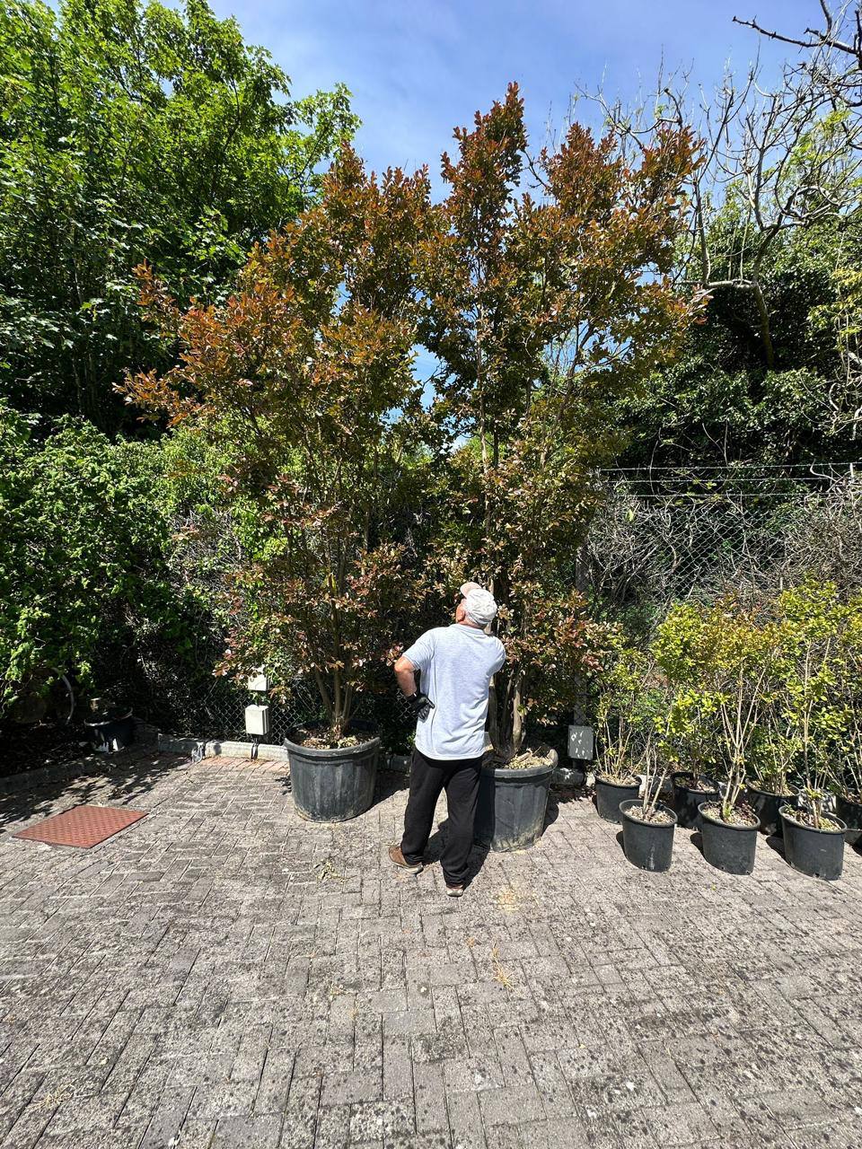 Copper Beech — Fagus sylvatica 'Purpurea'