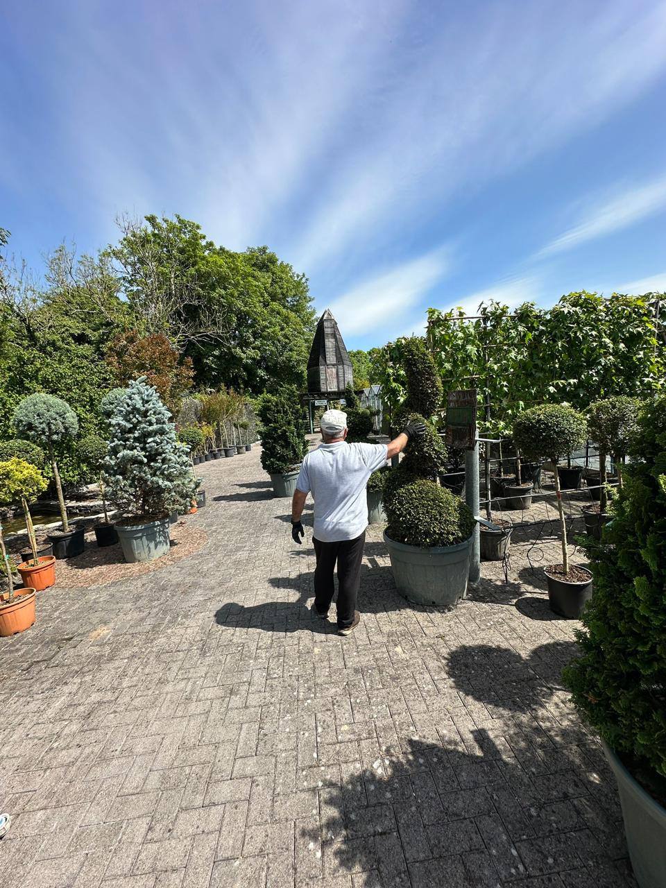 Boxwood Topiary Spiral — Buxus sempervirens