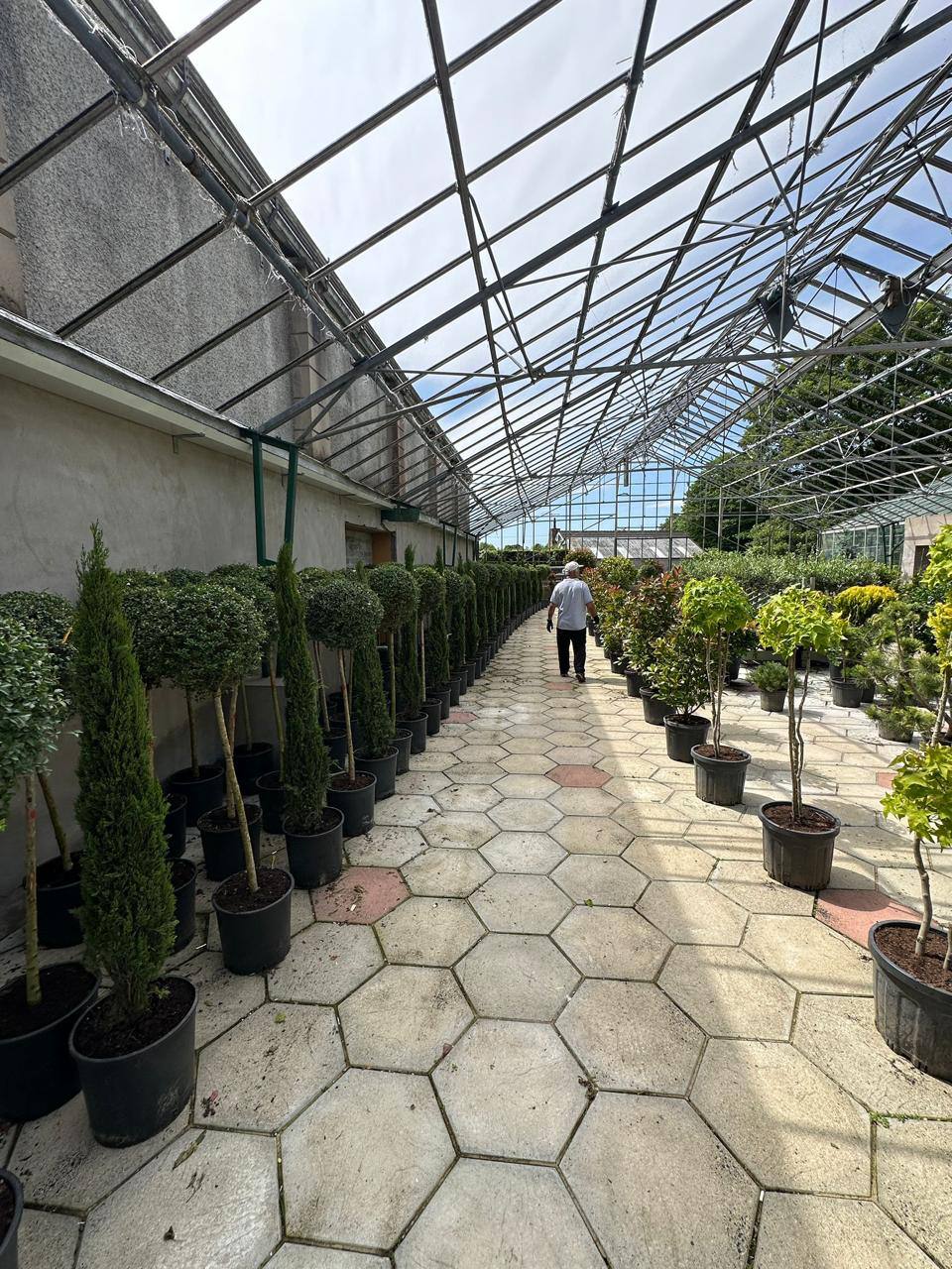 Italian Cypress — Cupressus sempervirens 'Pyramidalis'