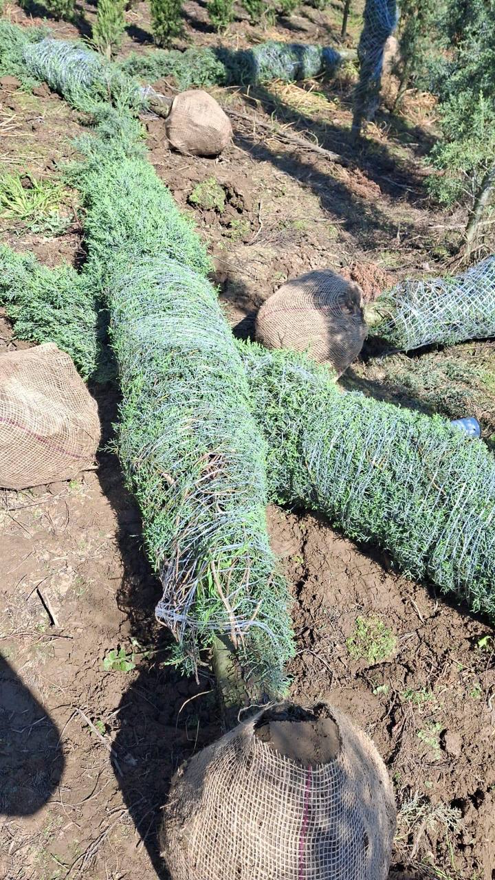Juniper Skyrocket — Juniperus scopulorum 'Skyrocket'