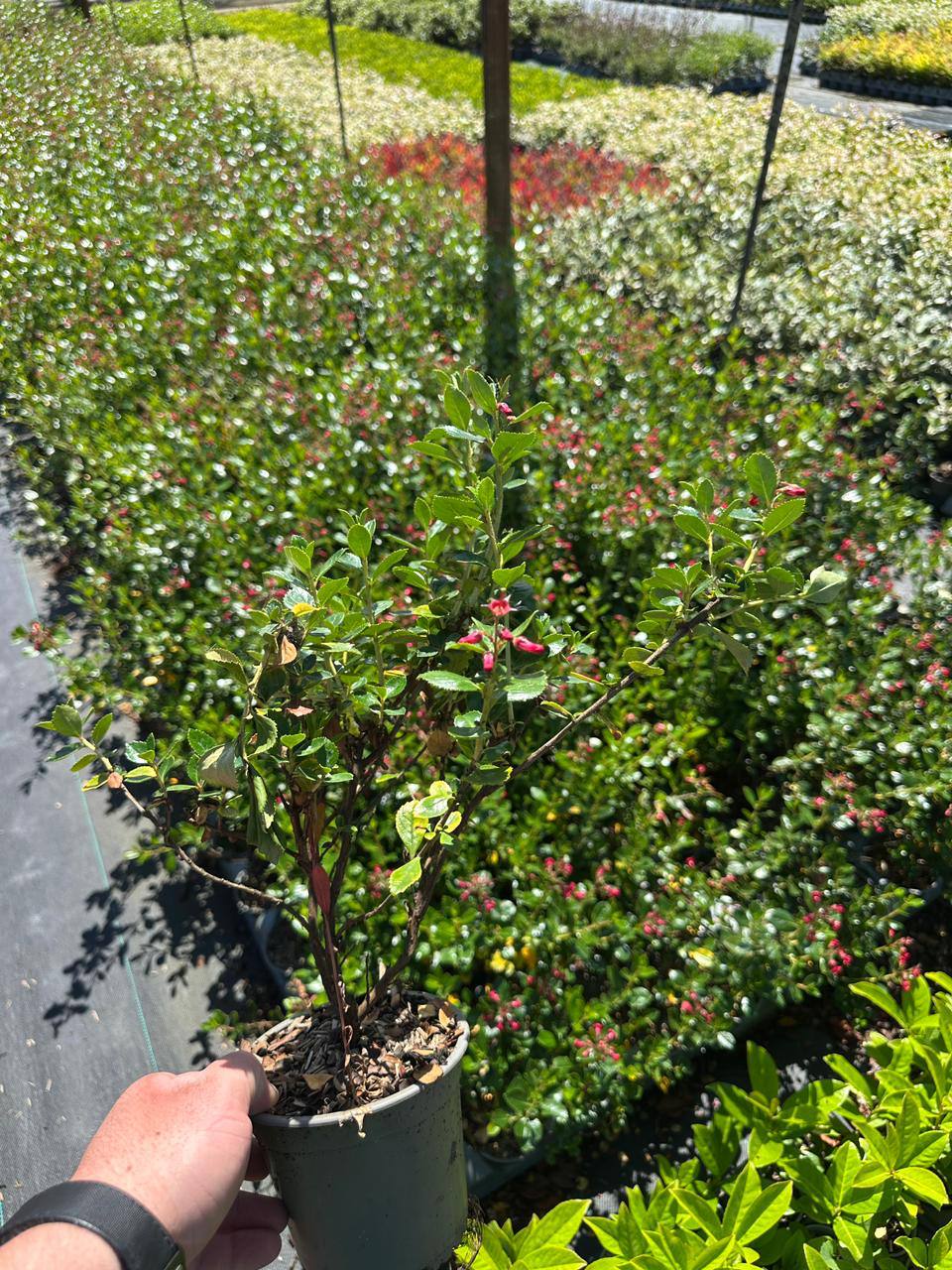 Cotoneaster Horizontalis — Cotoneaster horizontalis