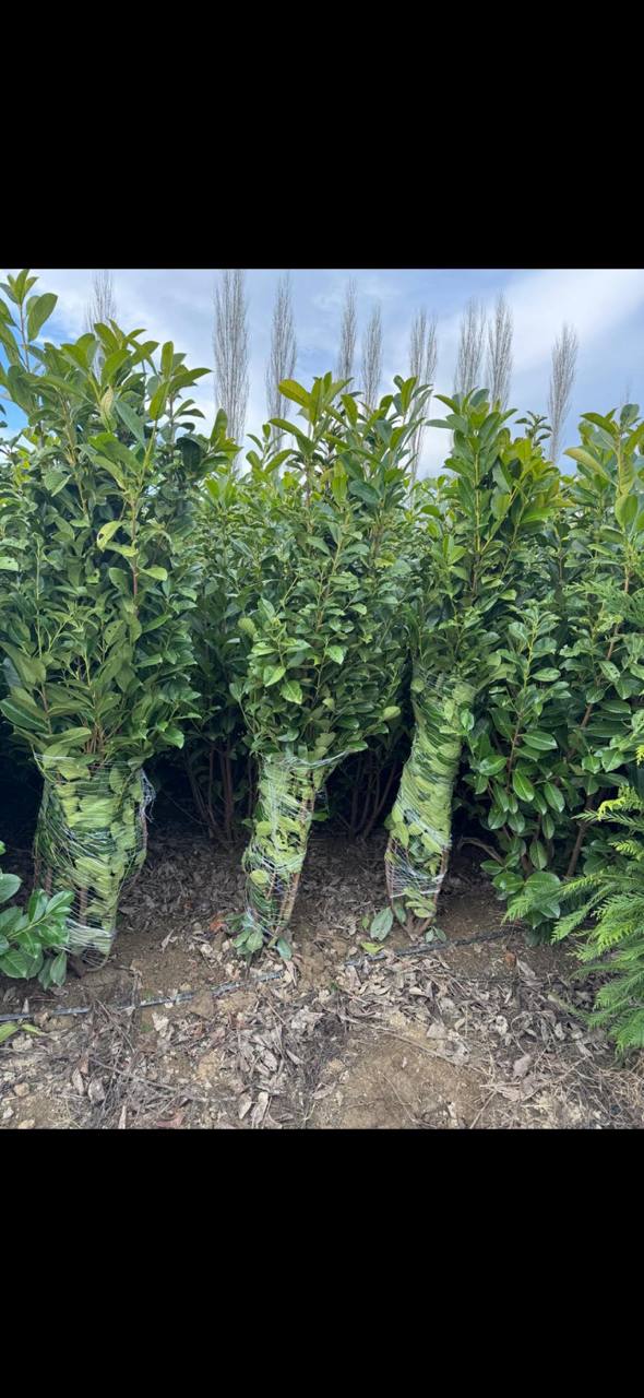 Cherry Laurel — Prunus laurocerasus