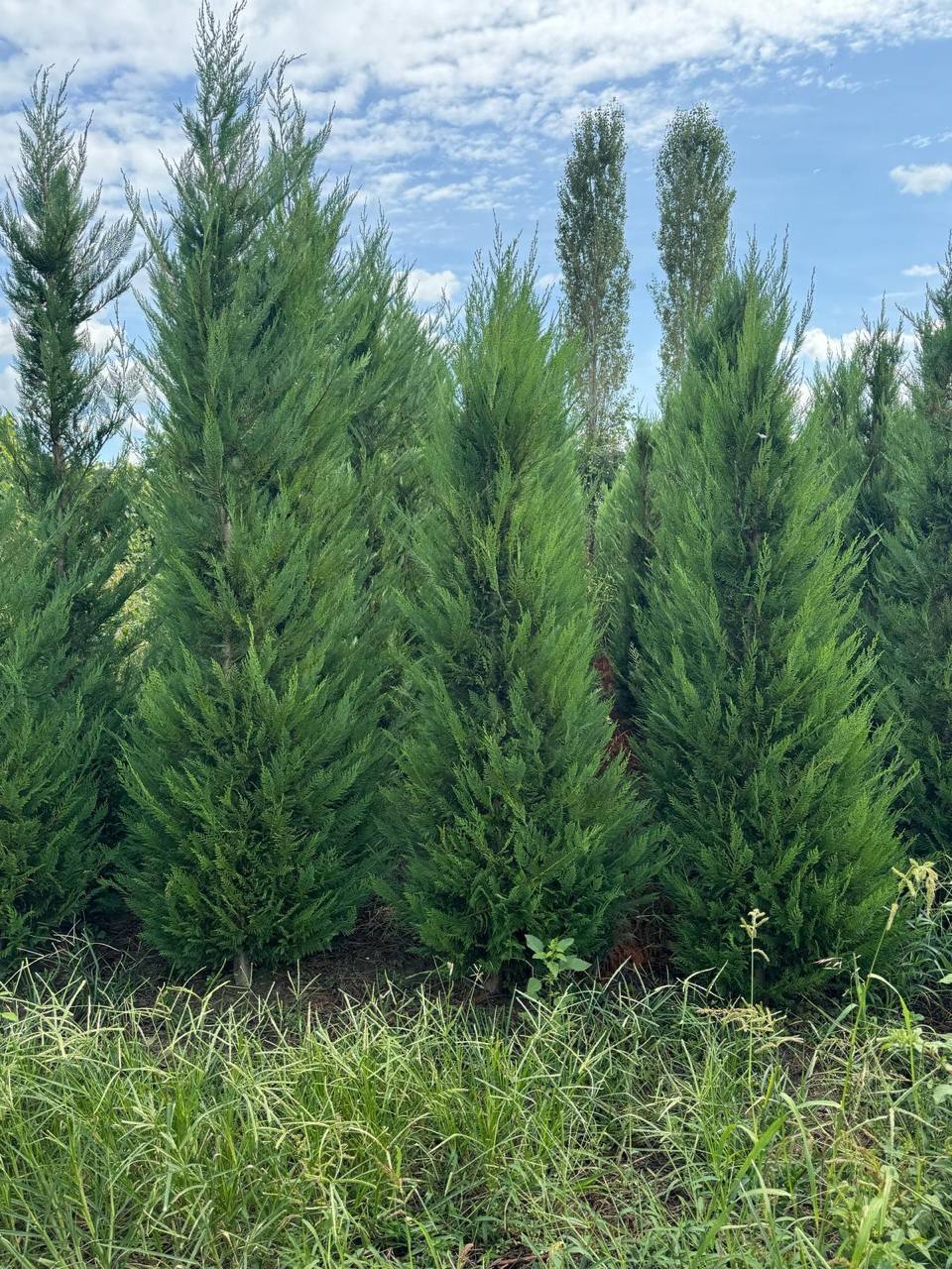 Leyland Cypress — Cupressocyparis leylandii