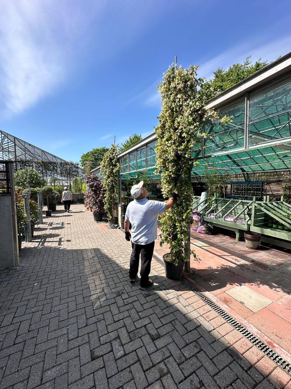 Star Jasmine — Trachelospermum jasminoides