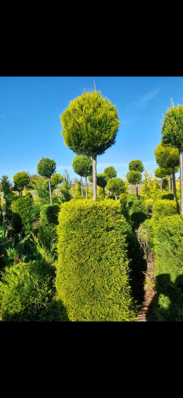 Golden Leyland Cypress Standard — Cupressocyparis leylandii 'Castlewellan Gold'