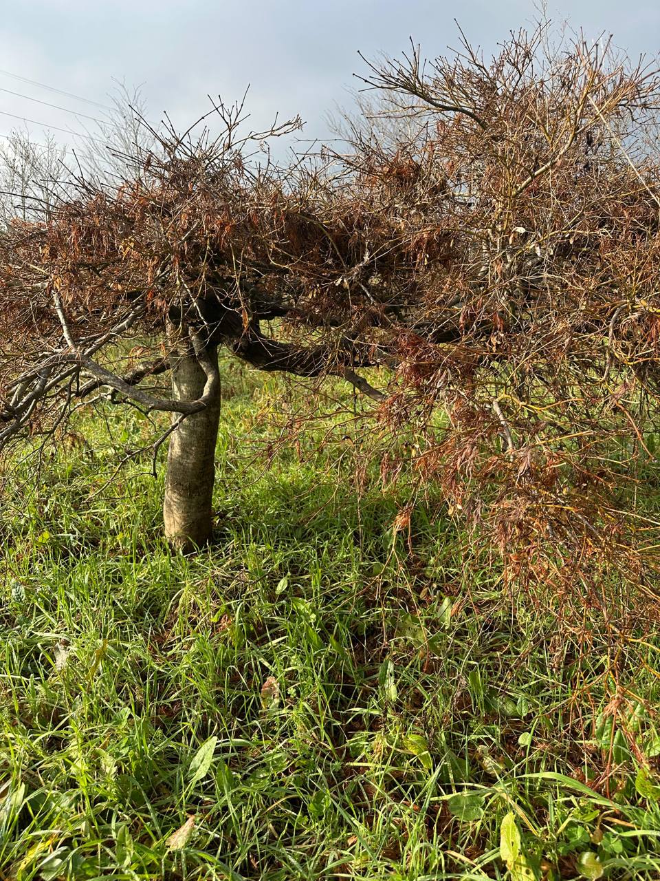 Weeping Japanese Maple — Acer palmatum dissectum