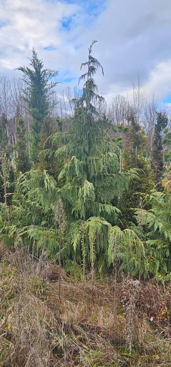 Weeping Alaskan Cedar — Chamaecyparis nootkatensis 'Pendula'