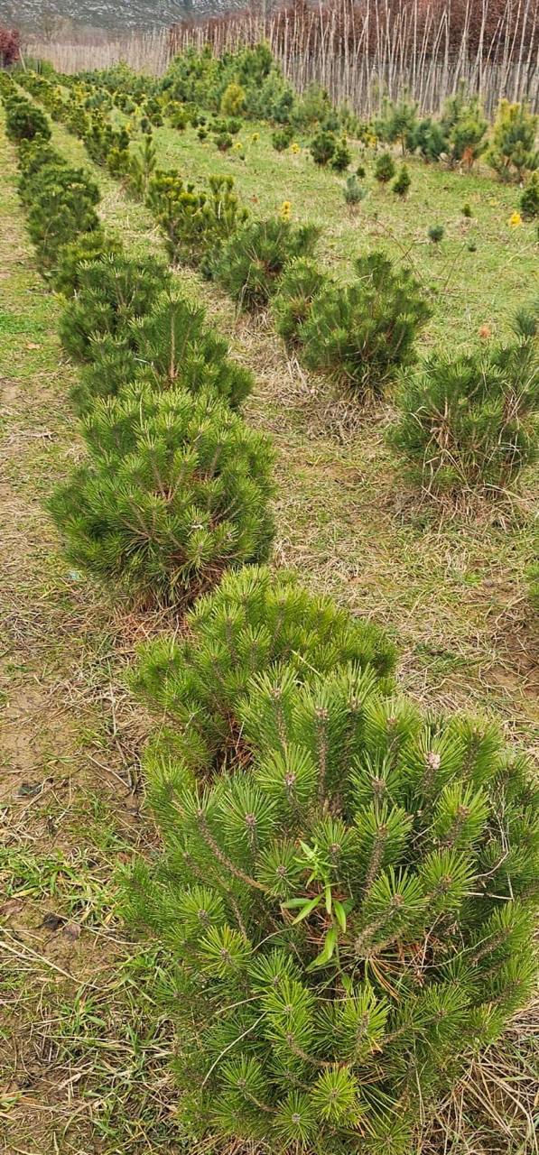 Dwarf Mountain Pine — Pinus mugo