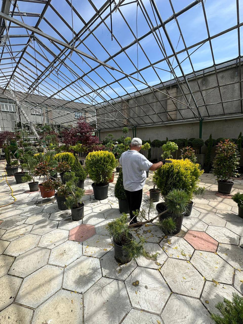 Chamaecyparis Obtusa Crippsii — Chamaecyparis obtusa 'Crippsii'