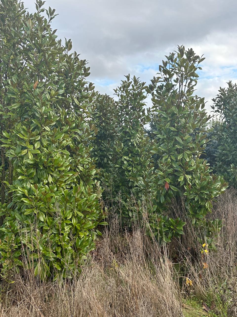 Southern Magnolia — Magnolia grandiflora
