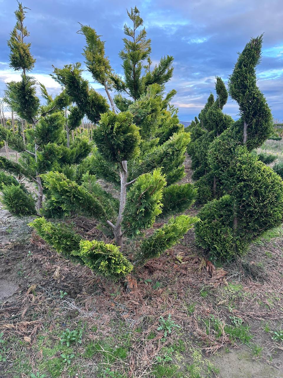 Hinoki Cypress — Chamaecyparis obtusa