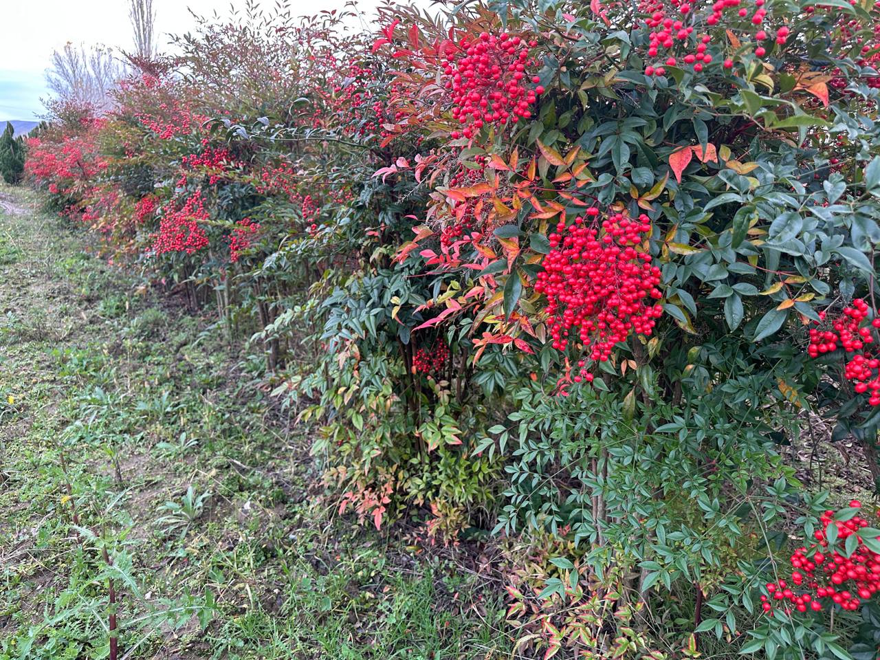 Heavenly Bamboo — Nandina domestica
