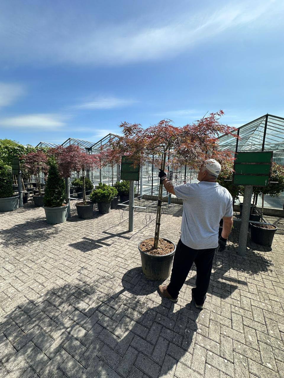 Japanese Maple Bloodgood — Acer palmatum 'Bloodgood'