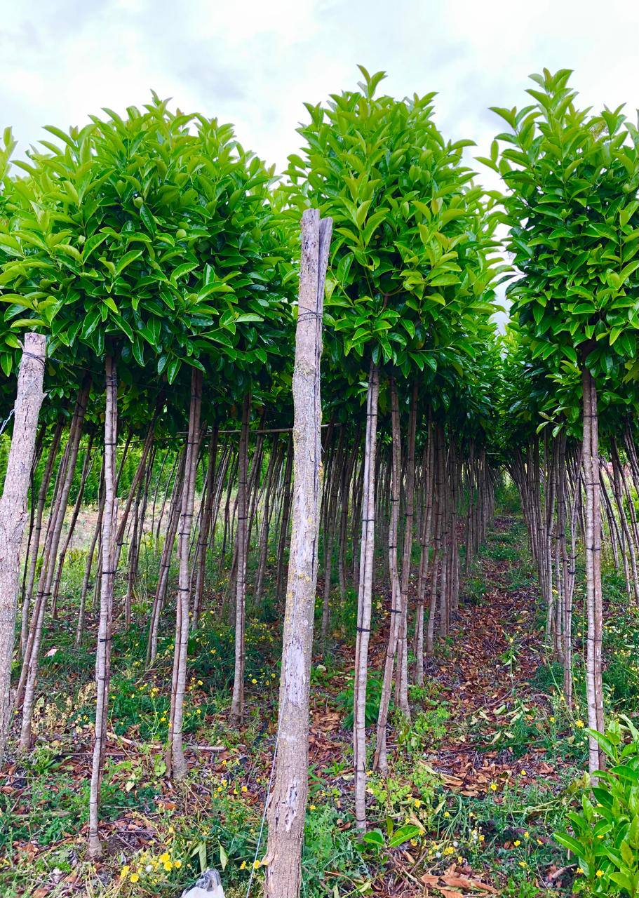 Portuguese Laurel — Prunus lusitanica