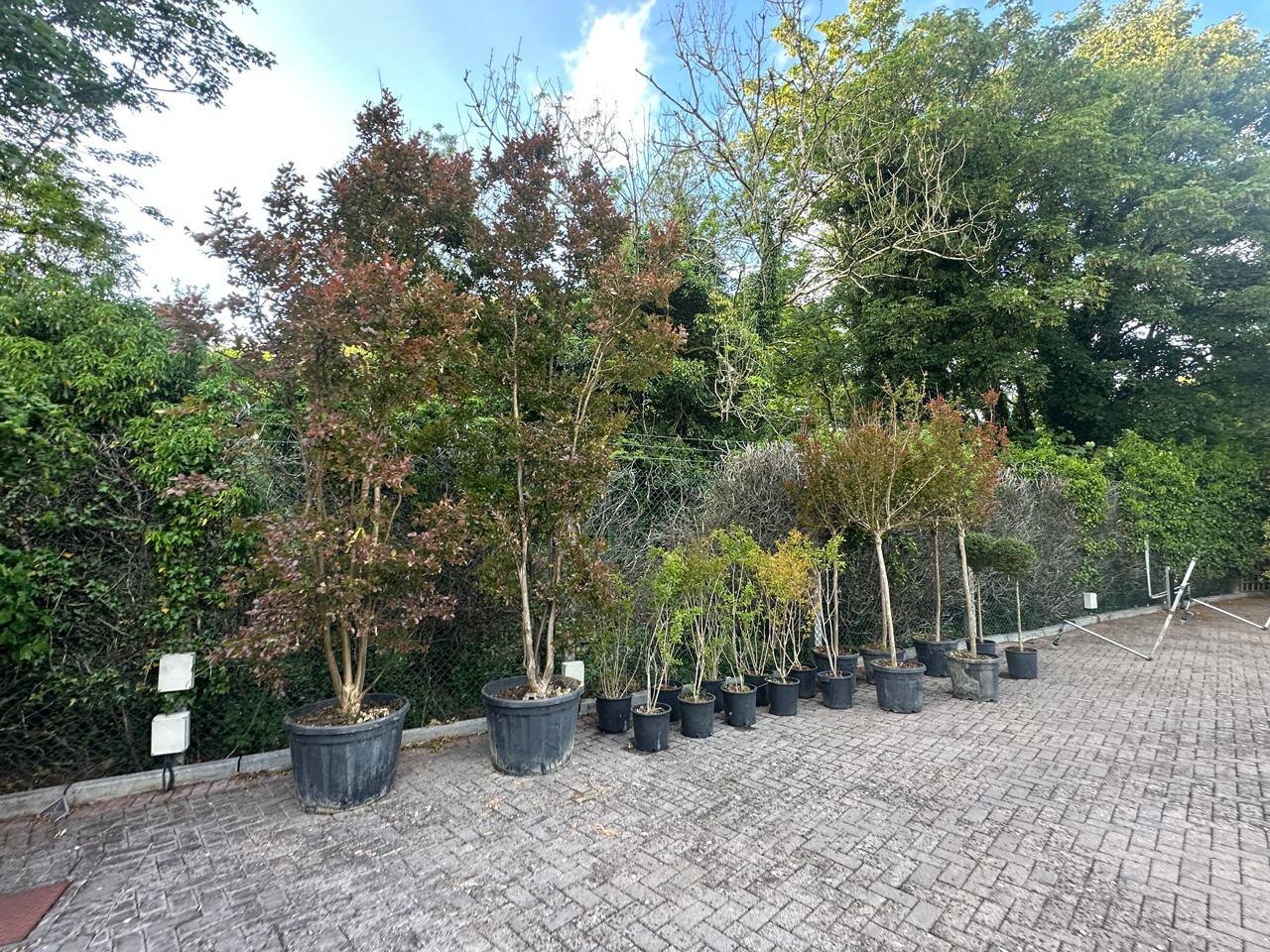 Japanese Maple — Acer palmatum