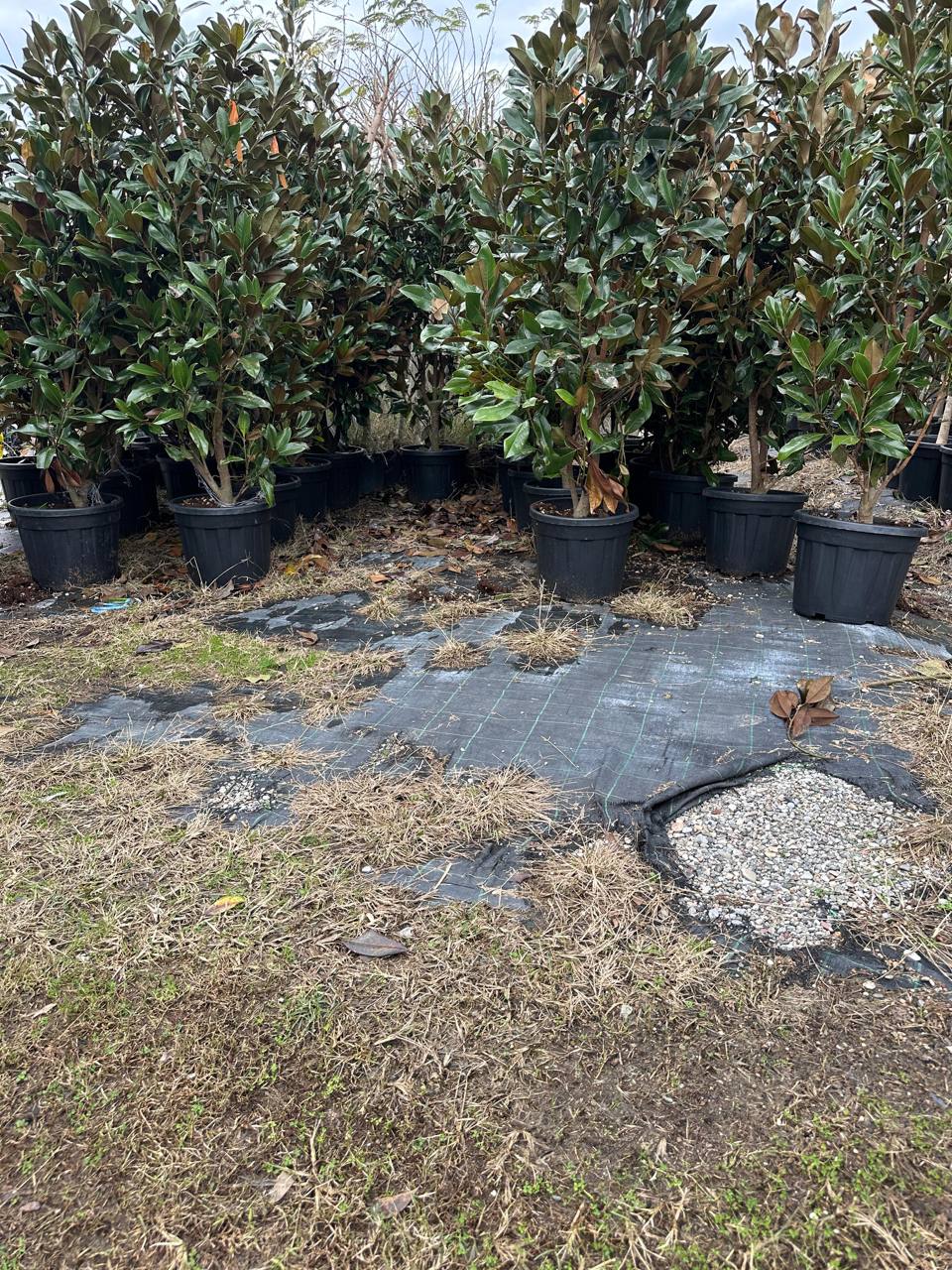 Southern Magnolia — Magnolia grandiflora