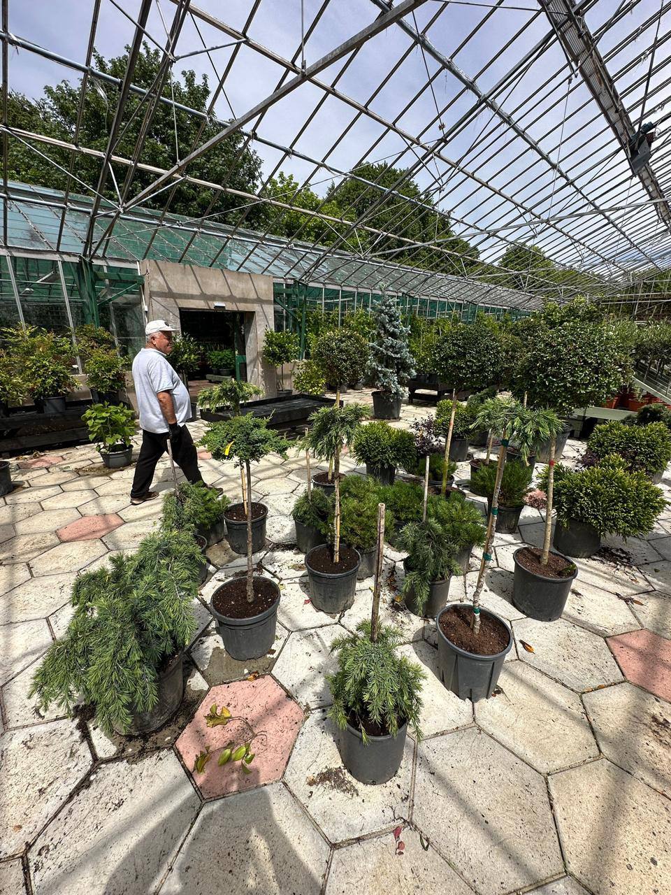 Weeping Blue Atlas Cedar Standard — Cedrus atlantica 'Glauca Pendula'