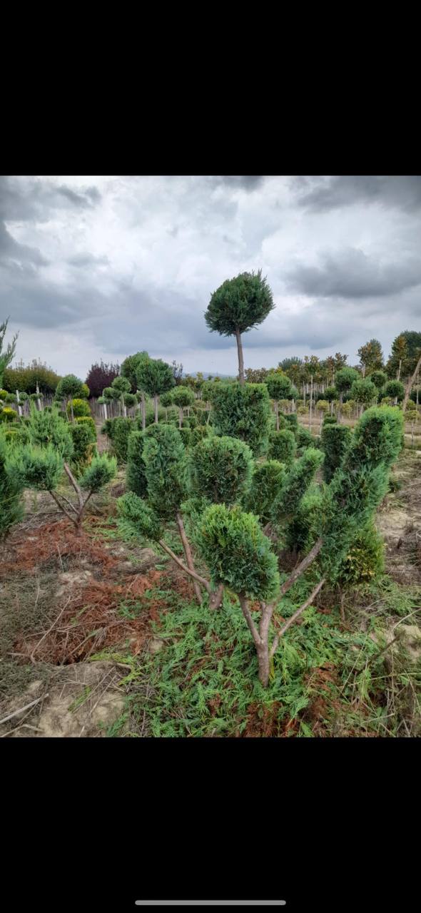 Juniper Topiary — Juniperus scopulorum