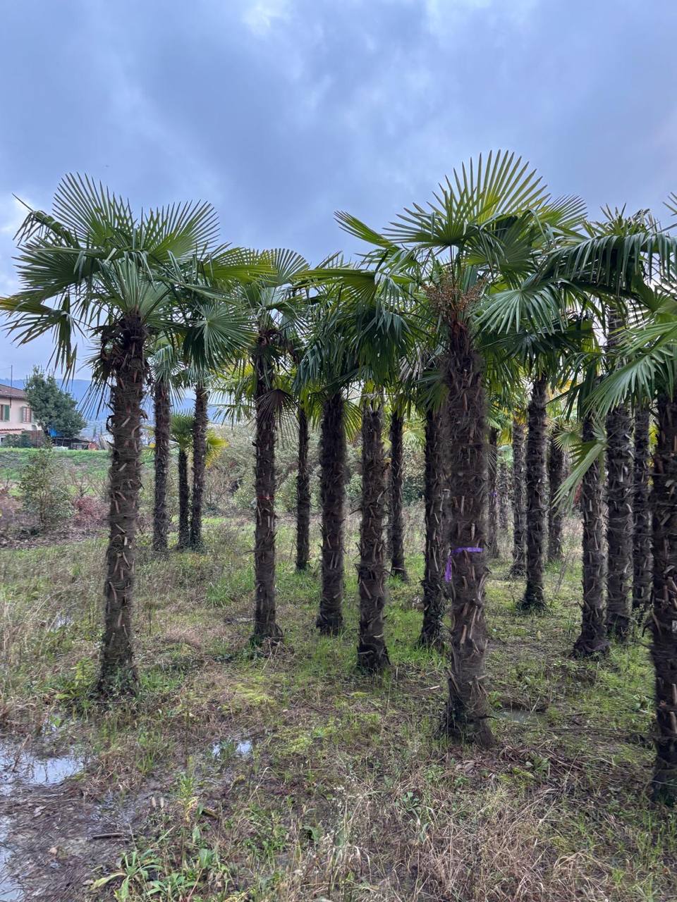 Chinese Windmill Palm — Trachycarpus fortunei