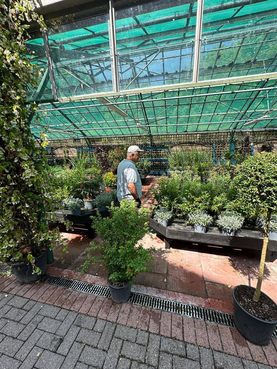 Star Jasmine — Trachelospermum jasminoides