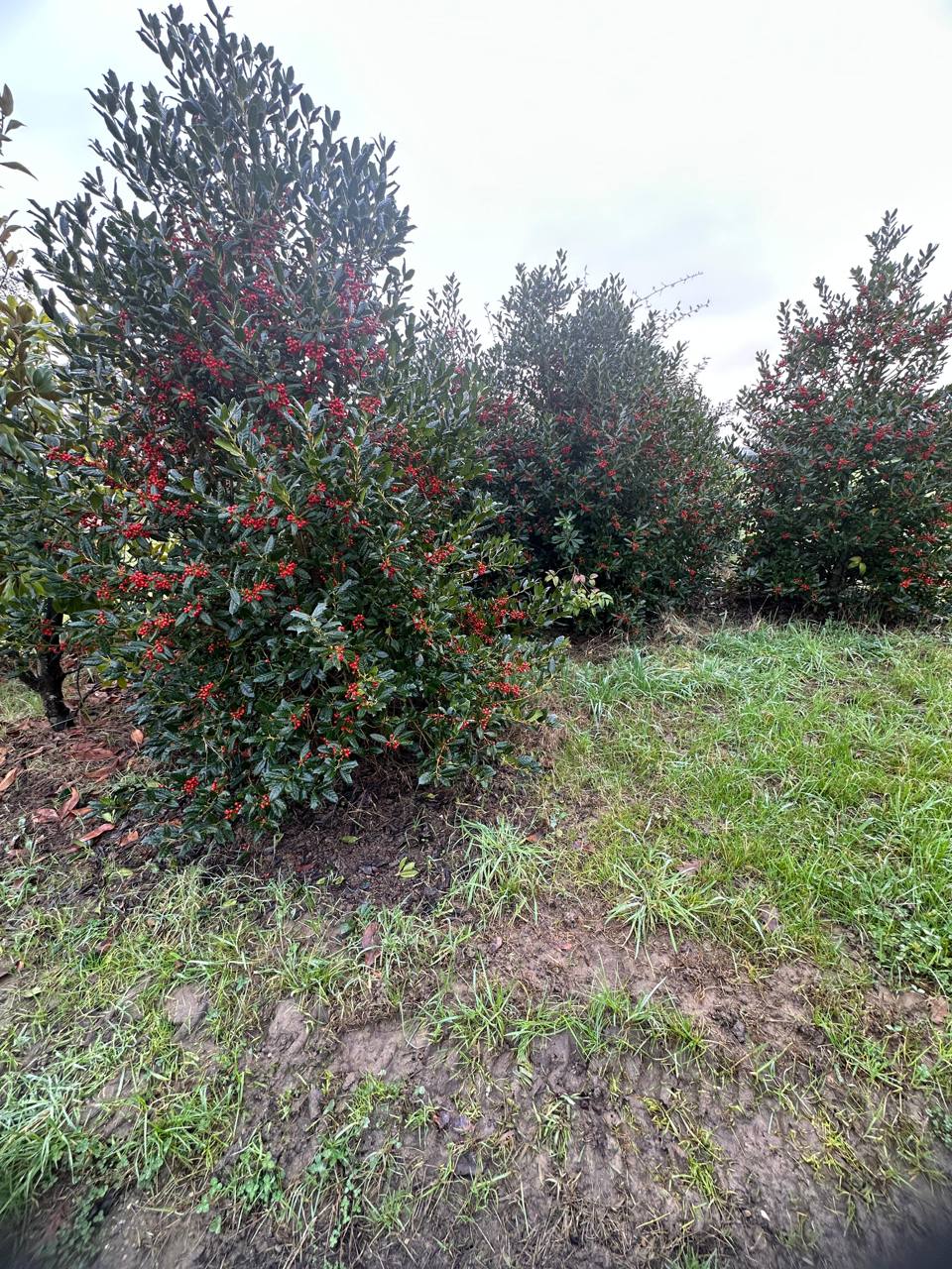Commonly Known Holly — Ilex aquifolium