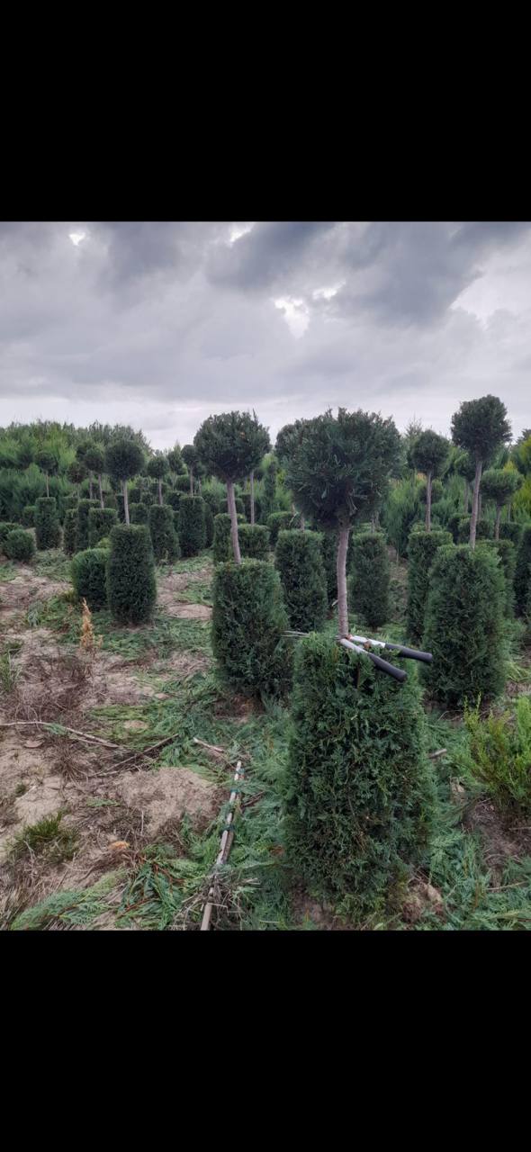 Boxwood Topiary Ball Standard — Buxus sempervirens 'Suffruticosa'