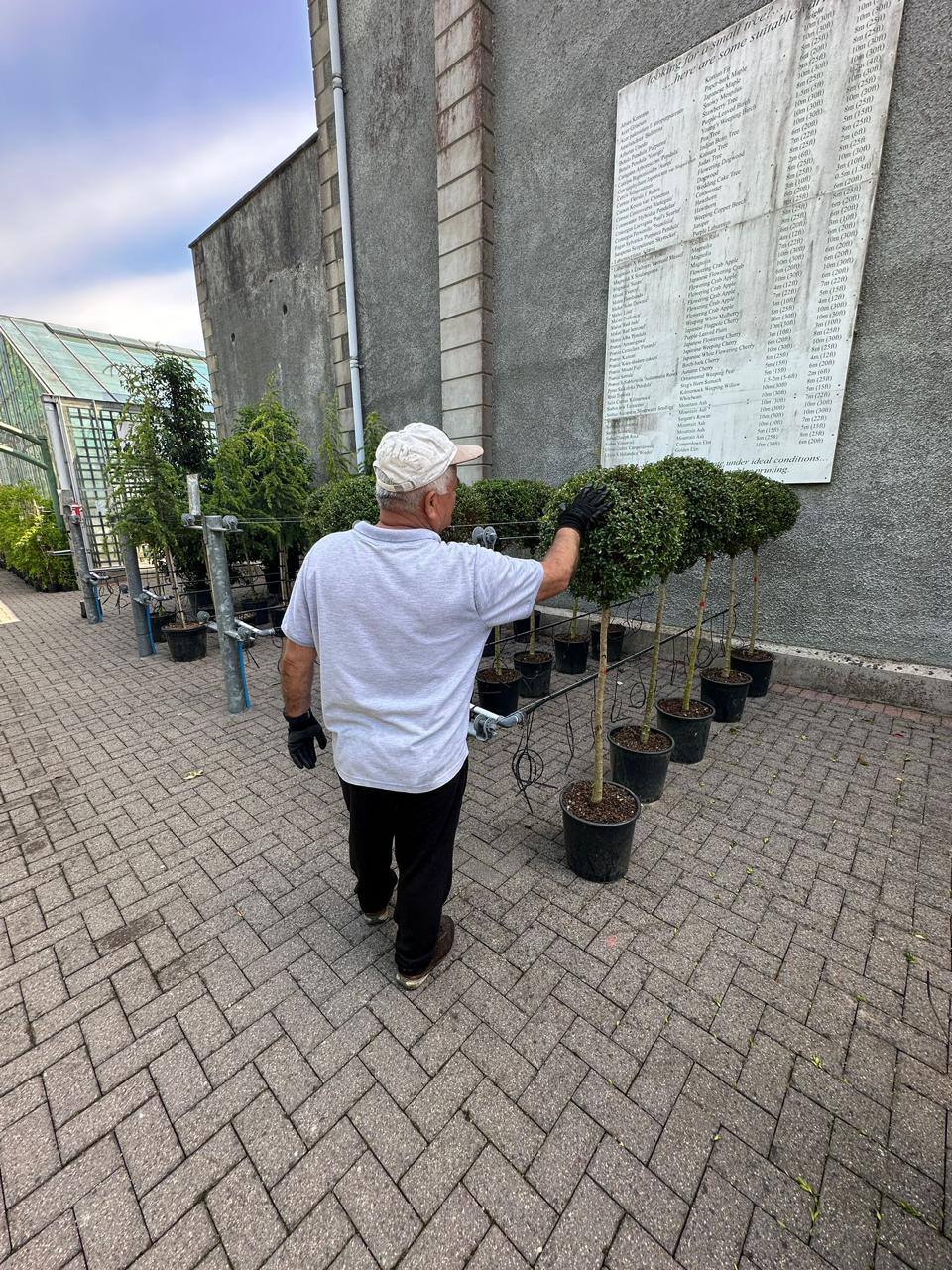 Boxwood Ball Standard — Buxus sempervirens