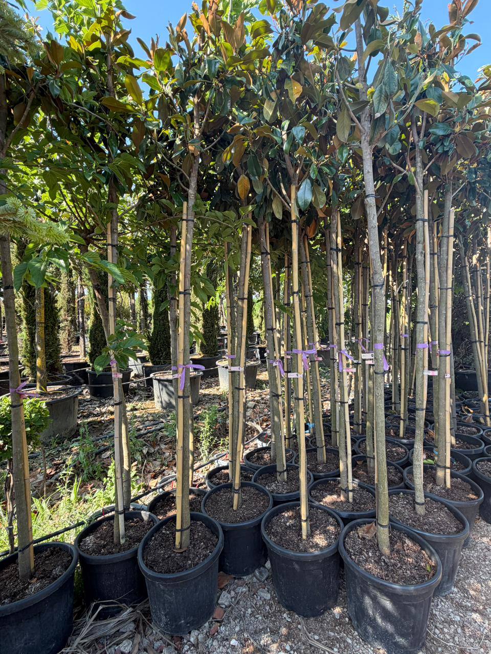 Magnolia Grandiflora — Magnolia grandiflora