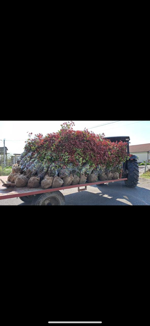 Photinia Red Robin — Photinia x fraseri 'Red Robin'